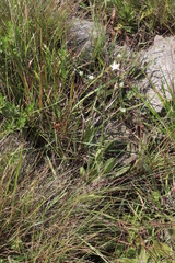 Alepidea