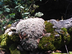 Mammillaria erythrosperma