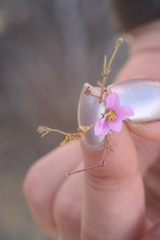 Fagonia laevis