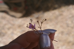 Fagonia laevis