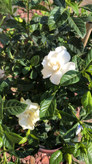 Gardenia jasminoides
