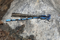 Argia elongata
