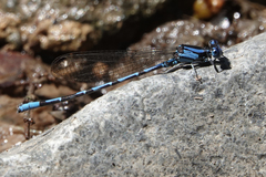 Argia elongata