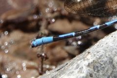 Argia elongata