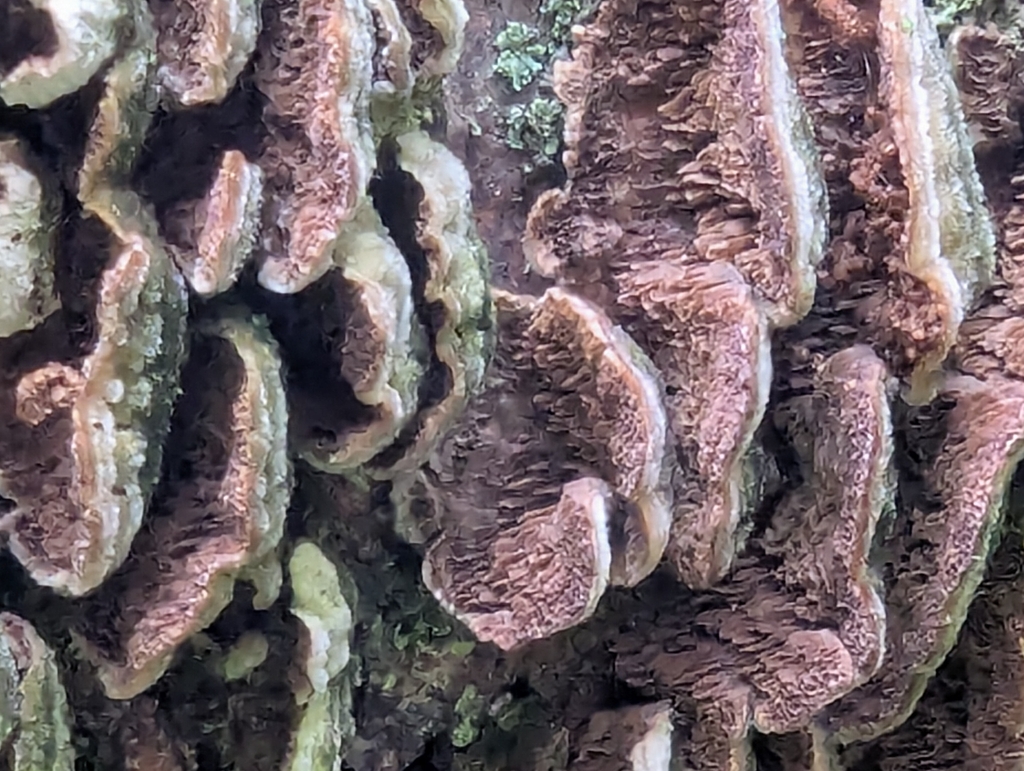 Trichaptum abietinum · April 2026 · photo: © robhallock (iNaturalist, CC)