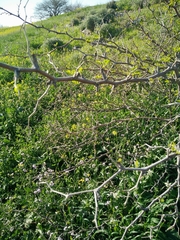 Ziziphus lotus