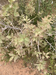 Quercus havardii