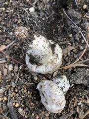 Pseudochitonia
