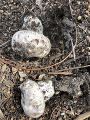 Pseudochitonia