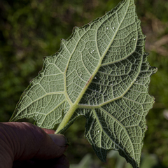 Polymnia sonchifolia