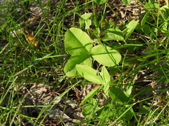 Trifolium hybridum