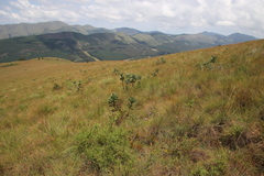 Protea gaguedi