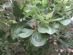 Sorbus hajastana