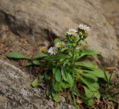 Erigeron nivalis