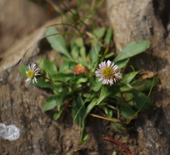 Erigeron nivalis