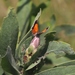 Orange Banded Protea - Photo (c) Tony Rebelo, some rights reserved (CC BY-SA), uploaded by Tony Rebelo