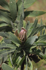 Protea gaguedi
