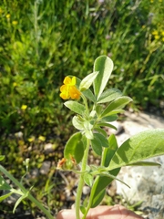 Anthyllis circinnata