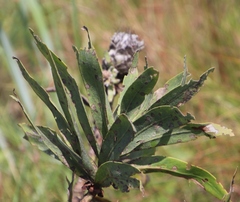 Protea gaguedi