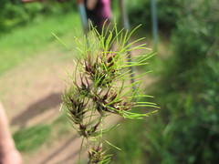 Poa bulbosa vivipara