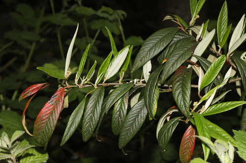 Cotoneaster salicifolius