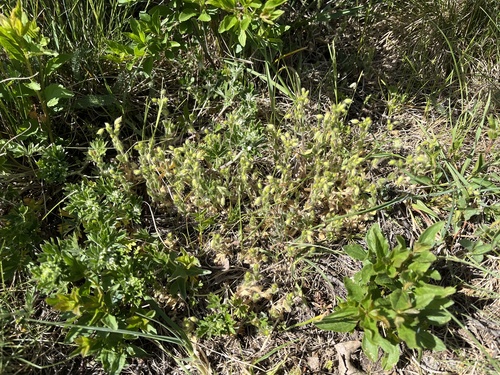 Cerastium brachypetalum, photograph 5