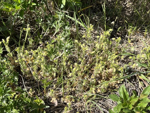 Cerastium brachypetalum, photograph 6