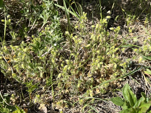 Cerastium brachypetalum, photograph 3