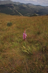 Watsonia pulchra