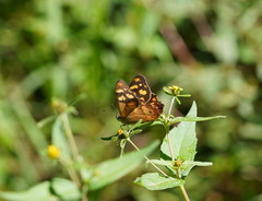 Heteronympha banksii