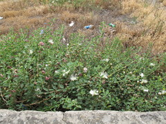 Capparis spinosa