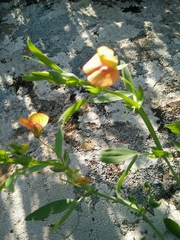Lathyrus blepharicarpos