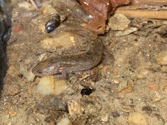 Desmognathus folkertsi