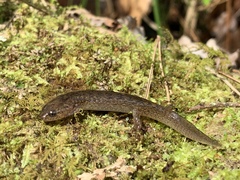 Desmognathus folkertsi