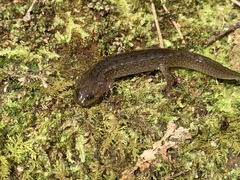 Desmognathus folkertsi