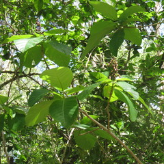 Gmelina dalrympleana