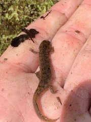 Desmognathus folkertsi