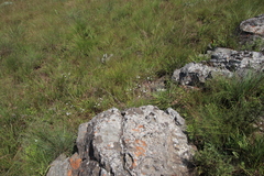 Alepidea