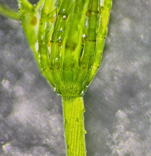 opposite stonewort photographed in Slovakia