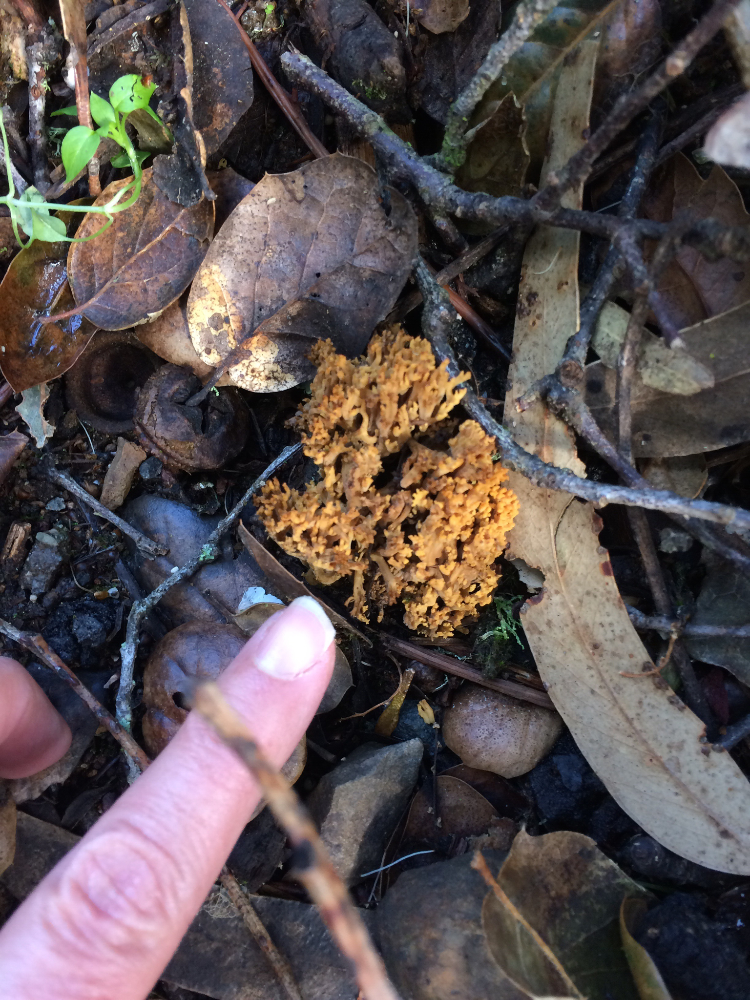 Phaeoclavulina image