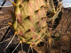 Opuntia velutina