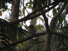 Nystalus maculatus