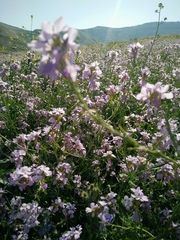Erucaria hispanica