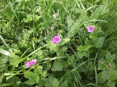 Erodium texanum