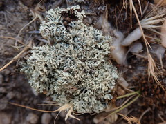 Xanthoparmelia molliuscula