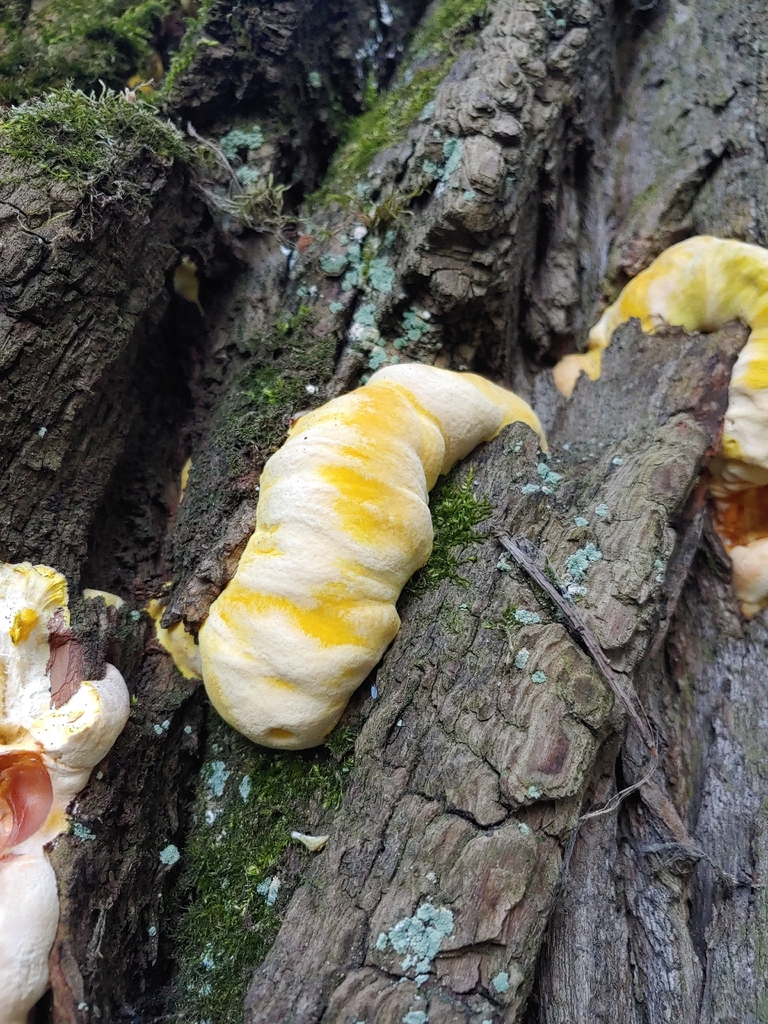 Laetiporus sulphureus · April 2026 · photo: © olya-bevkh (iNaturalist, cc-by)