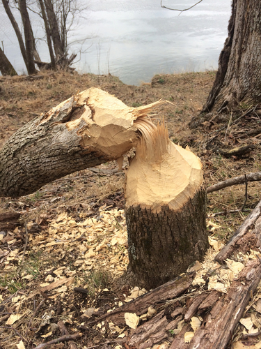 American Beaver photographed in Virginia
