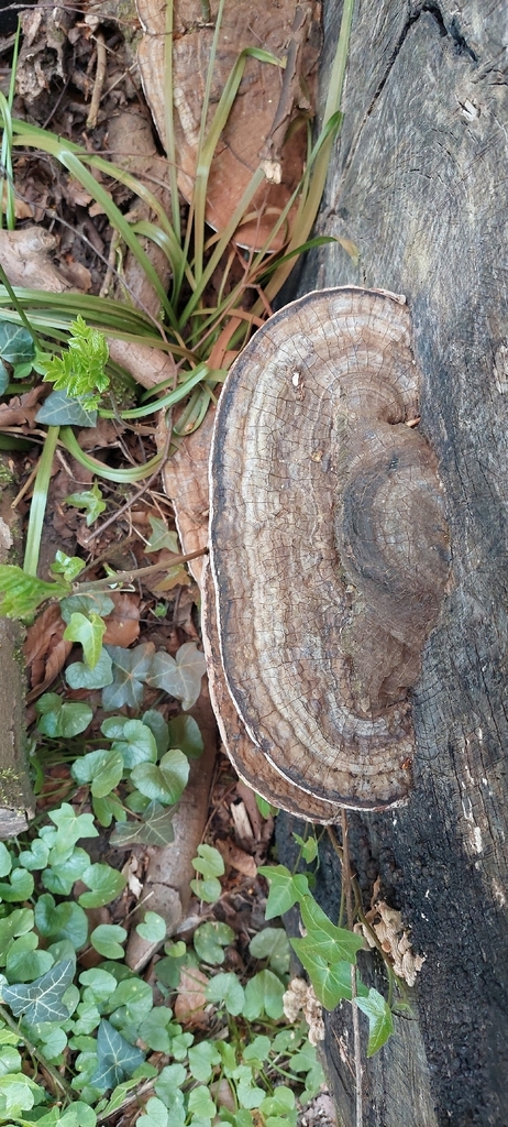 Ganoderma applanatum · April 2026 · photo: © suedowning (iNaturalist, cc0)