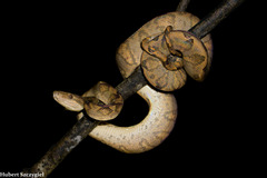 Ringed Tree Boa photo 2