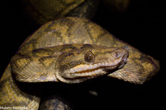 Ringed Tree Boa photo 1